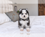 Binx Teacup - Male Pomsky Puppy for Sale - Photo #4