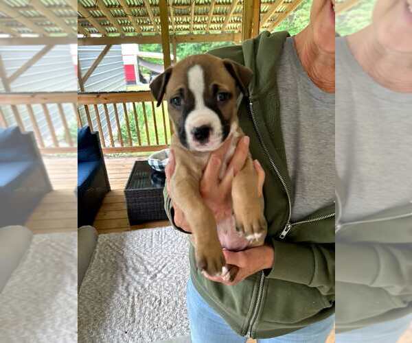 Medium Photo #6 Boxer-Staffordshire Bull Terrier Mix Puppy For Sale in Holly Springs, NC, USA
