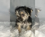 Small #7 Morkie