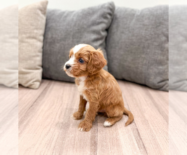 Medium Photo #2 Cavapoo (Miniature) Puppy For Sale in MILLERSBURG, OH, USA