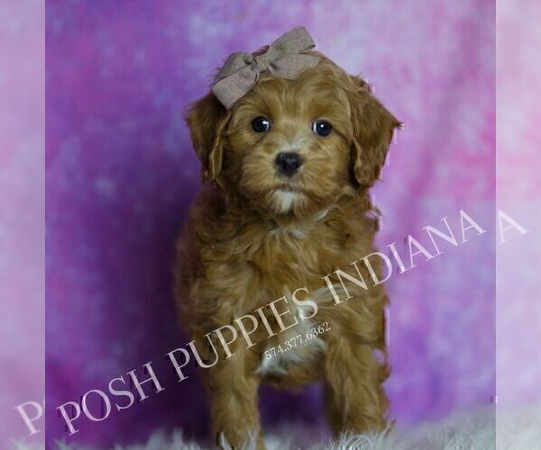 Medium Photo #42 Maltipoo (Miniature) Puppy For Sale in WARSAW, IN, USA
