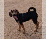 Small #3 Mutt