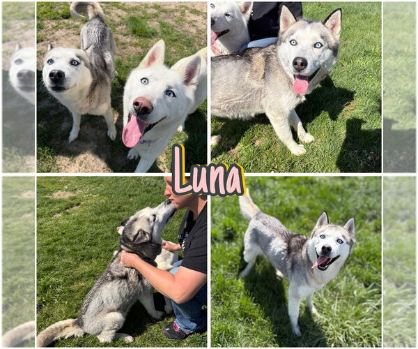 Medium Photo #1 Siberian Husky Puppy For Sale in Pierceton , IN, USA