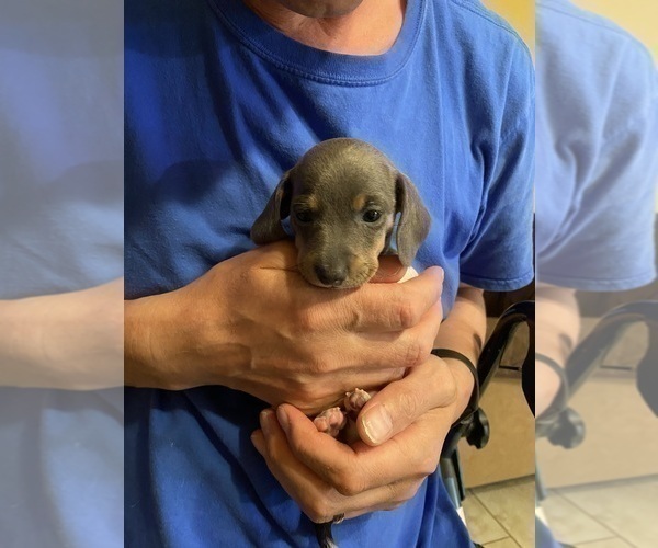 Medium Photo #18 Dachshund Puppy For Sale in LUBBOCK, TX, USA