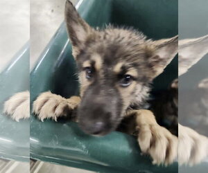 German Shepherd Dog Dogs for adoption in Kankakee, IL, USA