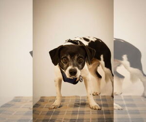 Rat-Cha Dogs for adoption in Princeton, MN, USA