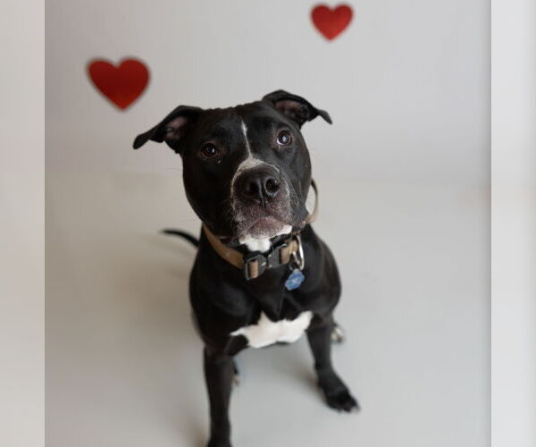 Medium Photo #7 American Pit Bull Terrier Puppy For Sale in Fargo, ND, USA