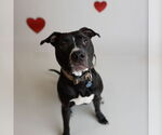 Small #6 American Pit Bull Terrier