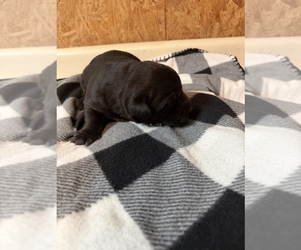 Medium Photo #2 Labrador Retriever Puppy For Sale in SABETHA, KS, USA
