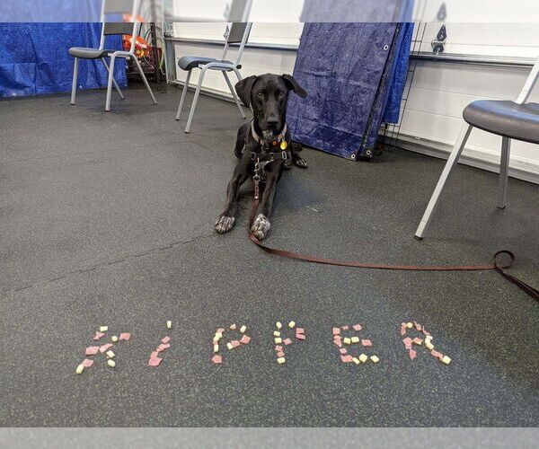 Medium Photo #13 Doberman Pinscher-Great Pyrenees Mix Puppy For Sale in Buffalo, MN, USA
