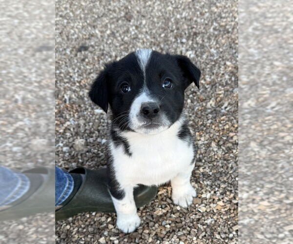 Medium Photo #2 Borador Puppy For Sale in Bolivar, MO, USA