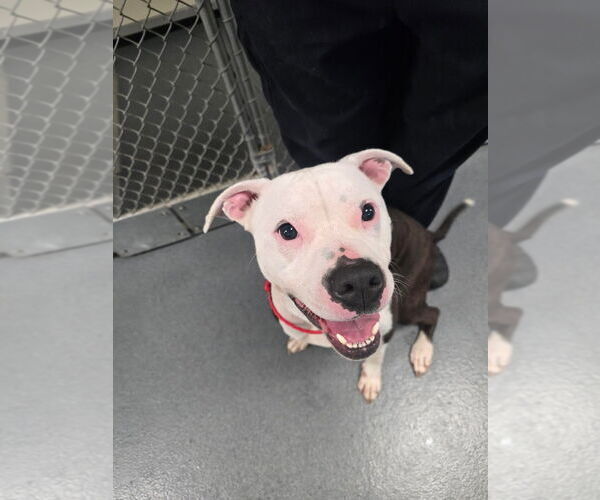 Medium Photo #2 American Pit Bull Terrier Puppy For Sale in Glen Allen, VA, USA