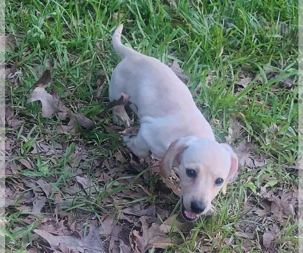 Medium Photo #1 Dachshund Puppy For Sale in DENHAM SPRINGS, LA, USA
