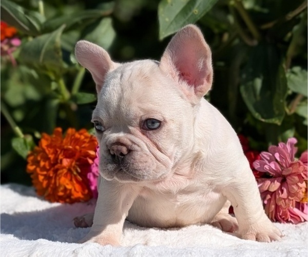 Medium Photo #51 French Bulldog Puppy For Sale in GOSHEN, IN, USA
