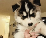 Small Photo #1 Siberian Husky Puppy For Sale in FAIRFIELD, CA, USA