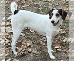 Small #6 Treeing Walker Coonhound Mix