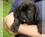 Small Photo #7 Bullmastiff-Cane Corso Mix Puppy For Sale in BLACKWELL, MO, USA