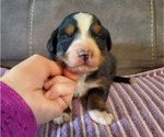 Small #1 Bernese Mountain Dog