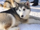 Small Photo #5 Alaskan Malamute Puppy For Sale in BROOKLYN, NY, USA