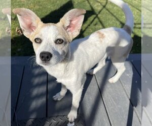 Chihuahua-Unknown Mix Dogs for adoption in Cuba, NY, USA