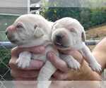 Small Photo #9 Labrador Retriever Puppy For Sale in OLYMPIA, WA, USA
