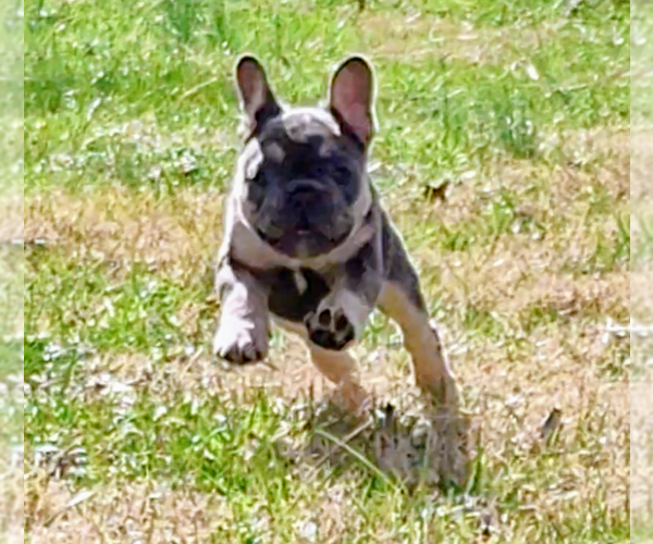 Medium Photo #7 French Bulldog Puppy For Sale in KNOXVILLE, TN, USA