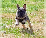 Small Photo #7 French Bulldog Puppy For Sale in KNOXVILLE, TN, USA