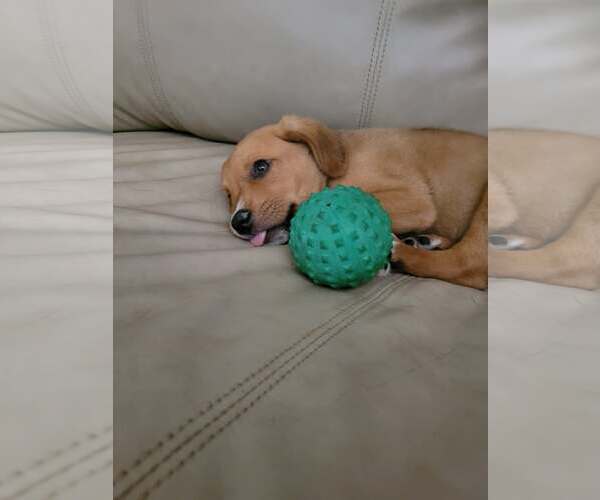 Medium Photo #3 Puggle Puppy For Sale in pomfret, CT, USA
