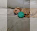 Small #2 Puggle