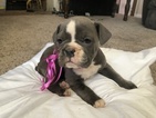 Small Photo #1 Olde English Bulldogge Puppy For Sale in JUDSONIA, AR, USA