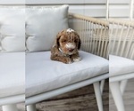 Small Photo #16 Goldendoodle (Miniature) Puppy For Sale in OWENSBORO, KY, USA