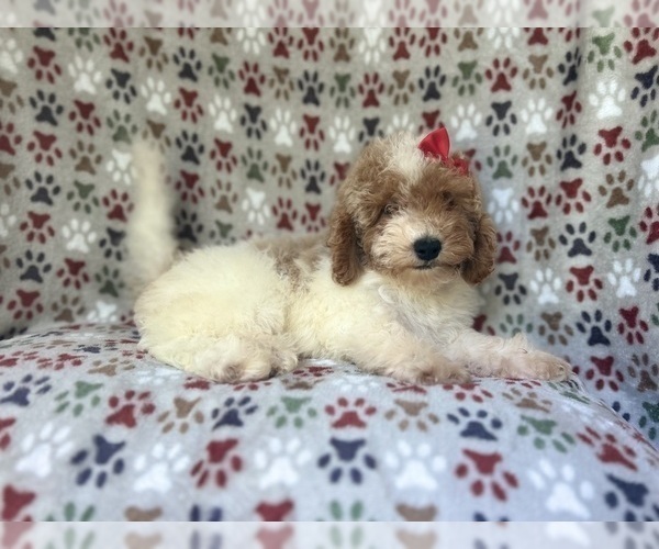 Medium Photo #3 Cock-A-Poo Puppy For Sale in LAKELAND, FL, USA