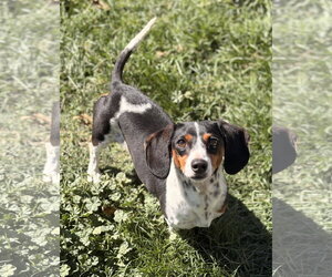 Dachshund Dogs for adoption in Hesperia, CA, USA
