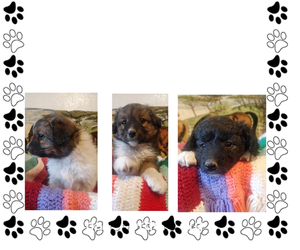 Aussie-Poo Puppy for sale in TAHLEQUAH, OK, USA