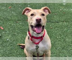 American Pit Bull Terrier Dogs for adoption in Redwood City, CA, USA