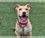 Small Photo #1  Puppy For Sale in , 