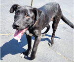 Small Labrador Retriever Mix