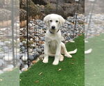 Small #14 Great Pyrenees