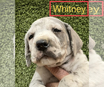 Image preview for Ad Listing. Nickname: Whitney
