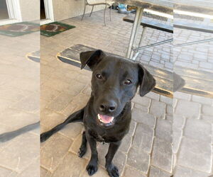Labrador Retriever Dogs for adoption in Chandler, AZ, USA