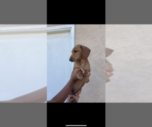 Dachshund Puppy for sale in ANAHEIM, CA, USA