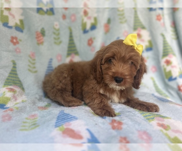 Medium Photo #8 Cock-A-Poo Puppy For Sale in LAKELAND, FL, USA
