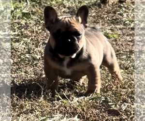 French Bulldog Puppy for sale in SIOUX FALLS, SD, USA