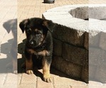 Small Photo #11 German Shepherd Dog Puppy For Sale in KENNESAW, GA, USA