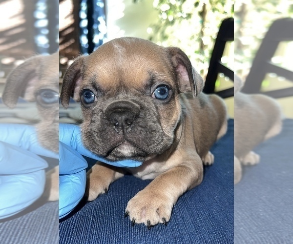 Medium Photo #6 French Bulldog Puppy For Sale in ELK GROVE, CA, USA