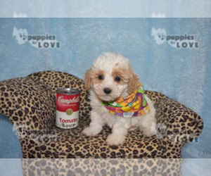 Poodle (Toy) Puppy for sale in SANGER, TX, USA