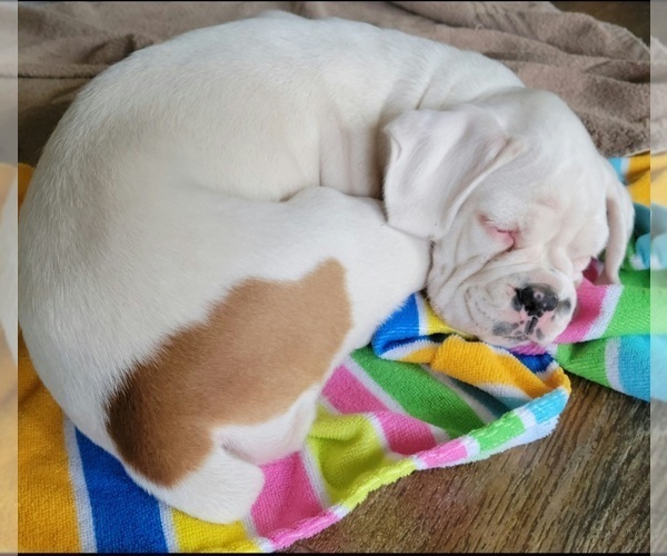 Medium Photo #1 Boxer Puppy For Sale in LAUREL, DE, USA