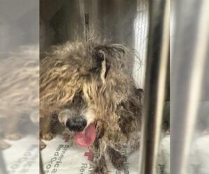 Poodle (Miniature) Dogs for adoption in Houston, TX, USA