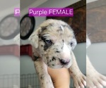 Puppy Purple Daniff-Neapolitan Mastiff Mix