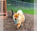 Small #1 Chow Chow